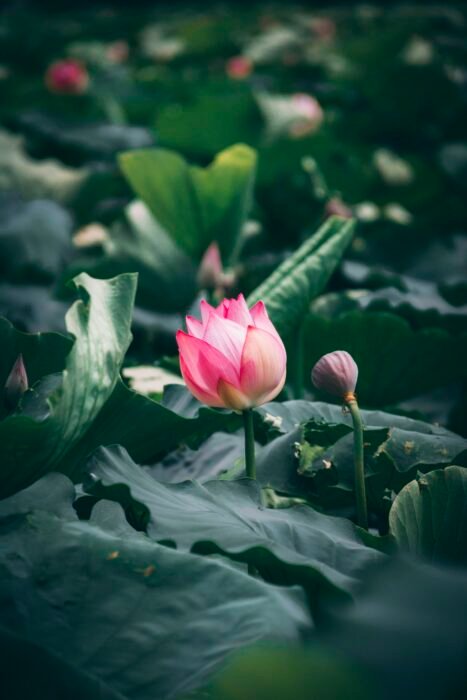 Exploring the Symbolism of the Lotus Flower in Buddhist Art