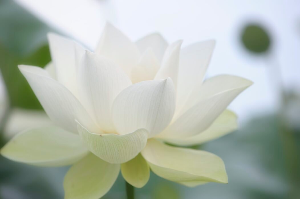 Exploring the Symbolism of the Lotus Flower in Buddhist Art