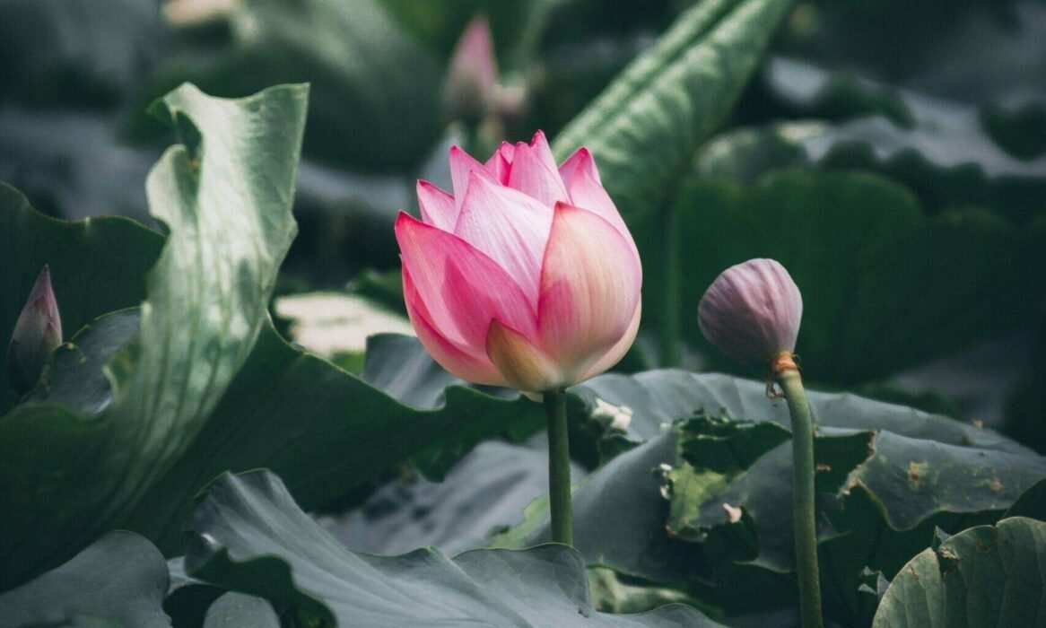 exploring the symbolism of the lotus flower in buddhist art 3 scaled e1697966417655