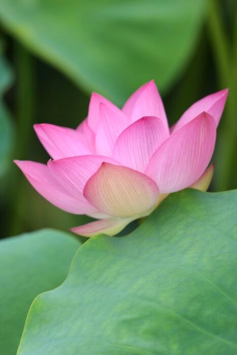 Exploring the Symbolism of the Lotus Flower in Buddhist Art